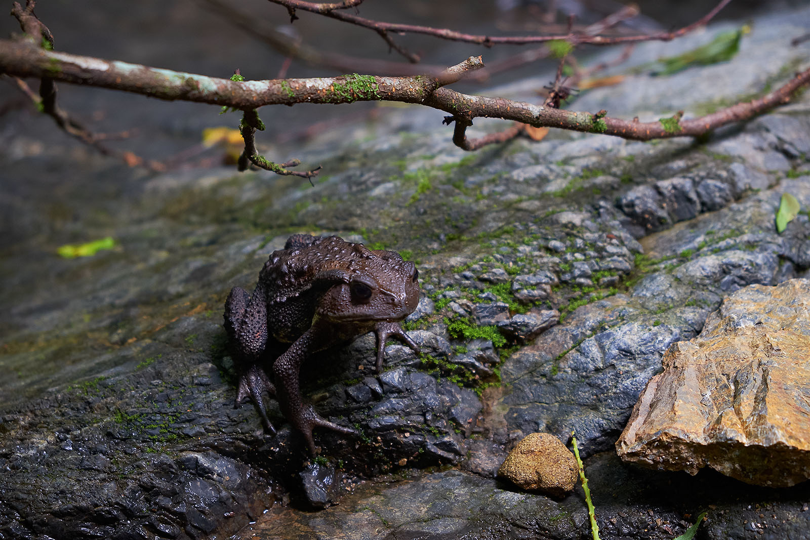 Photo of a frog